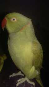 Lost Indian Ringneck Parakeet