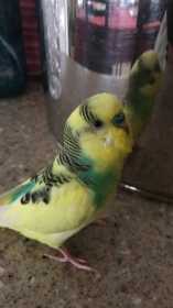 Lost Budgerigar