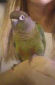 Lost Conure