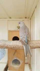 Lost Red Rump Parakeet