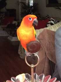 Lost Conure