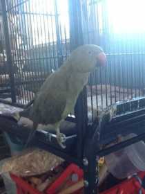 Lost Indian Ringneck Parakeet