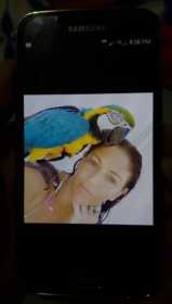 Lost Macaw