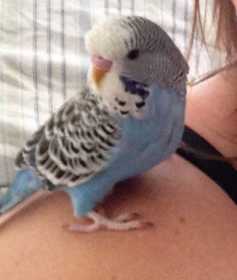 Lost Budgerigar