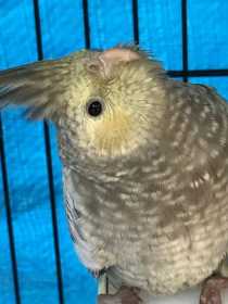 Lost Cockatiel