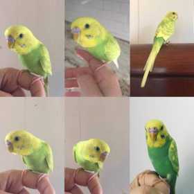 Lost Parakeet