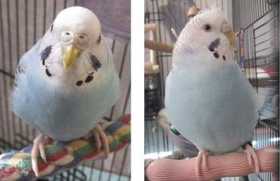 Lost Budgerigar