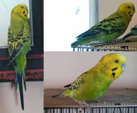 Lost Parakeet