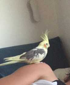 Lost Cockatiel