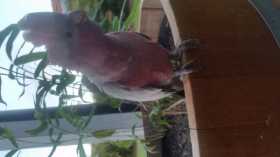 Lost Galah Cockatoo