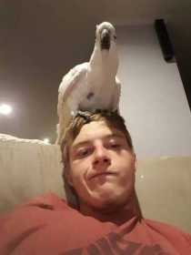 Lost Cockatoo