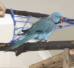 Lost Indian Ringneck Parakeet