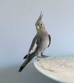 Lost Cockatiel