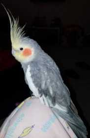 Lost Cockatiel