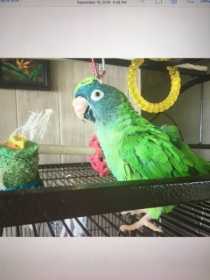 Lost Conure