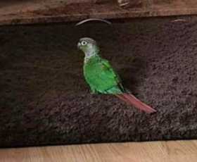 Lost Conure