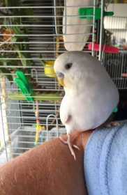 Lost Budgerigar