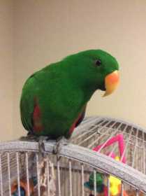 Lost Eclectus