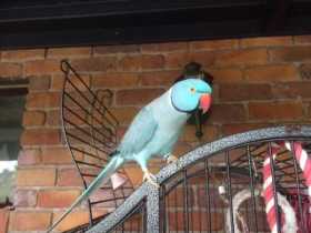 Lost Indian Ringneck Parakeet