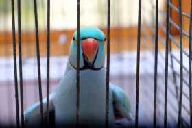 Lost Indian Ringneck Parakeet