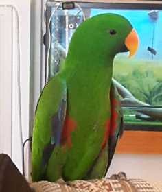 Lost Eclectus