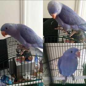 Lost Indian Ringneck Parakeet