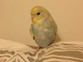 Lost Budgerigar