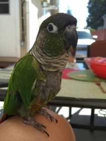 Lost Conure