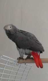 Lost African Grey