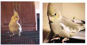 Lost Cockatiel