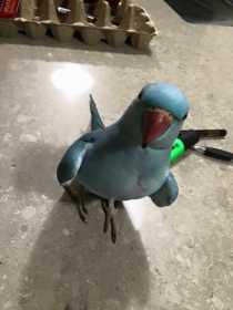 Lost Indian Ringneck Parakeet