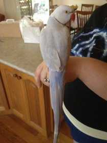 Lost Indian Ringneck Parakeet