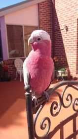 Lost Galah Cockatoo