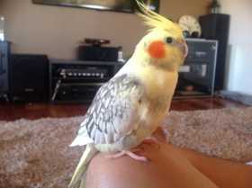 Lost Cockatiel