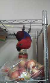Lost Eclectus