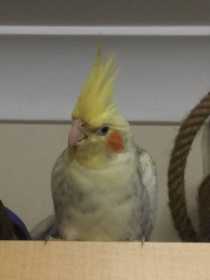 Lost Cockatiel