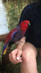 Lost Eclectus