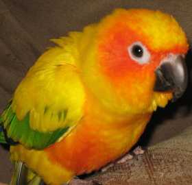 Lost Conure