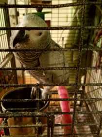 Lost African Grey