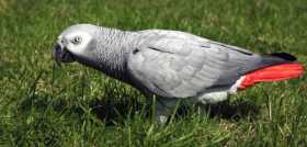 Lost African Grey