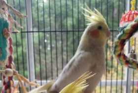 Lost Cockatiel