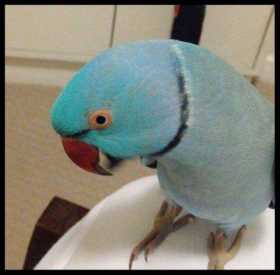 Lost Indian Ringneck Parakeet