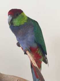 Lost Red-capped / Western King