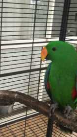 Lost Eclectus