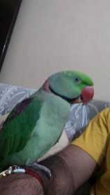 Lost Indian Ringneck Parakeet