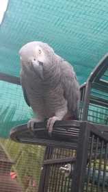 Lost African Grey