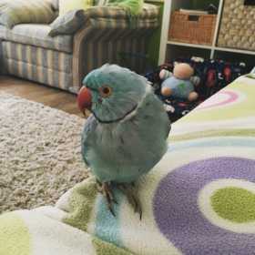 Lost Indian Ringneck Parakeet