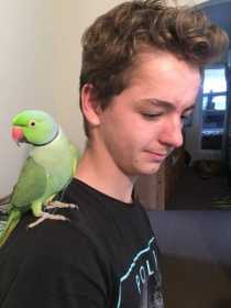 Lost Indian Ringneck Parakeet