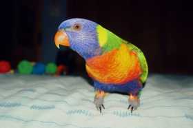 Lost Lory / Lorikeet