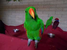 Lost Eclectus